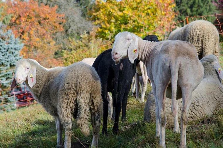 Bio-Bauernhof Greiml Daire Grobming Dış mekan fotoğraf